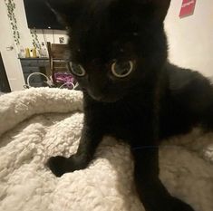 a black cat sitting on top of a white blanket