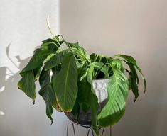 a potted plant sitting on top of a metal stand next to a white wall