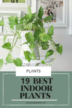 a potted plant with the words, 19 best indoor plants