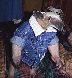 a dog wearing a denim jacket on top of a bed