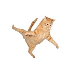 an orange cat jumping in the air with it's front paws on its back legs