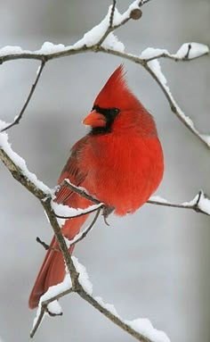 three red birds sitting on branches covered in snow