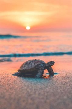 a small turtle is sitting on the sand at the beach as the sun goes down