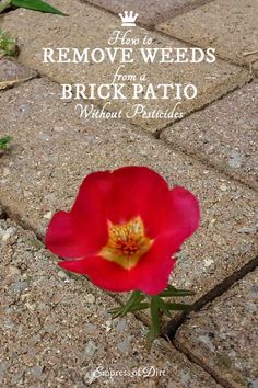 a red flower with the words remove weeds from a brick patio