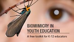 a close up of a person's eye with a mosquito on it and the words biomicry in youth education