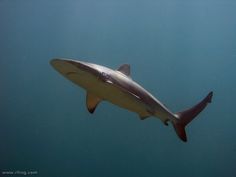 a gray shark swimming in the ocean