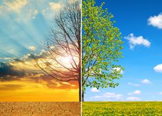 two different views of trees in the same field, one with green leaves and another with yellow flowers