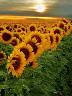 a field full of sunflowers with the words frases in spanish on it