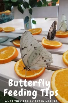 butterflies eating orange slices on a porch How To Help Butterflies, Butterfly Nectar Feeder, Diy Butterfly Feeder How To Make, How To Attract Butterflies To Your Yard, How To Attract Monarch Butterflies, Diy Butterfly Habitat How To Make, Attract Butterflies To Garden