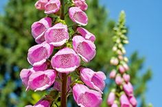 pink flowers are blooming in front of green leaves and blue sky with trees in the background