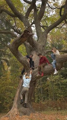 several people climbing up and down a large tree