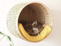 a cat curled up in a basket on the wall next to a potted plant