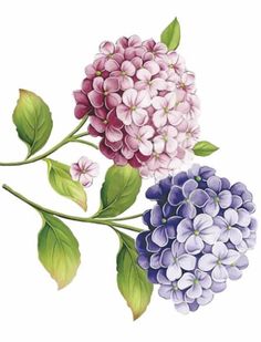 three different types of flowers with green leaves on the stems and pink, purple, and white blooms