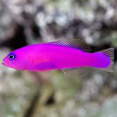 a purple fish swimming in the water