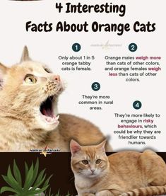 an orange cat with it's mouth open and tongue out next to the caption that says, interesting fact about orange cats