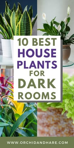 the top 10 best house plants for dark rooms