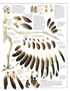 an image of birds and their preys in the wild, with information about them