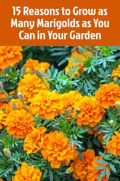 orange flowers with the words 15 reasons to grow as many marjods as you can in your garden