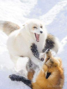 two foxes playing in the snow with each other