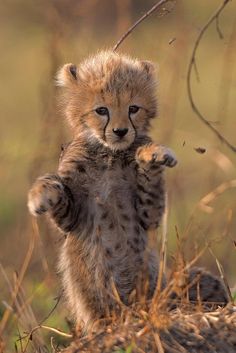 a small cheetah cub standing on its hind legs