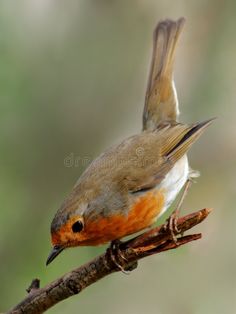 a small bird sitting on top of a branch with it's wings spread out