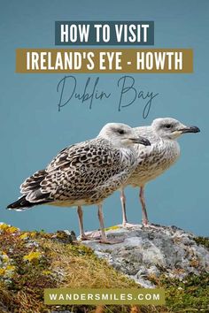 two seagulls sitting on top of a rock with the words how to visit ireland's eye - howth dublin bay