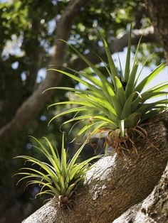 two air plants growing out of the trunk of a tree