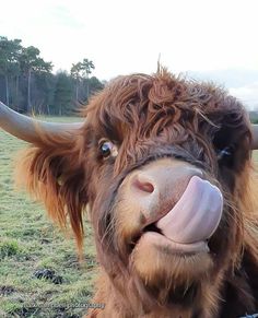 a brown cow with long horns sticking its tongue out