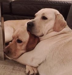 a dog is laying on the floor next to a couch with its head resting on another dog's back