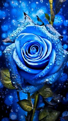 a blue rose with water droplets on it