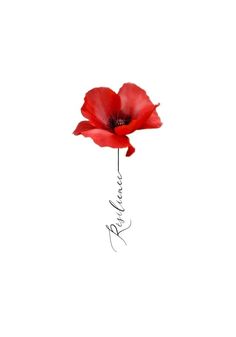 a single red flower with the word spring written in cursive writing