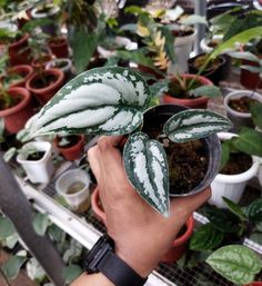 a person holding up a potted plant with white and green stripes on it's leaves