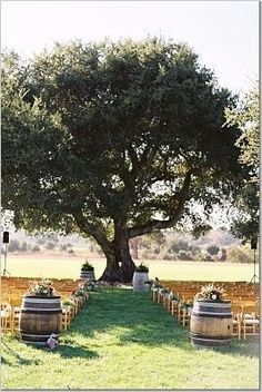 an outdoor ceremony setup under a large tree in the middle of a field with chairs around it