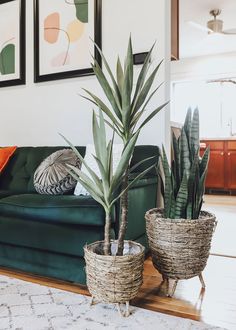 two potted plants sitting on top of a wooden floor next to a green couch