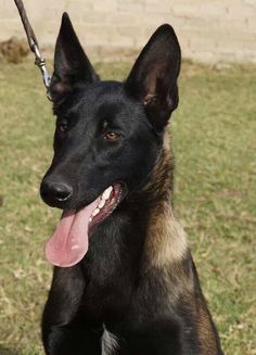 a black and brown dog sitting on top of a grass covered field