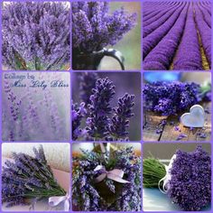 lavender flowers are shown in many different pictures, including one with a heart on it