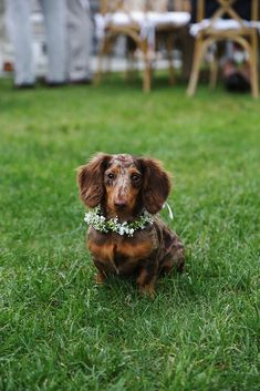 a small brown dog sitting on top of a lush green field