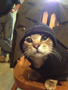 a cat sitting on top of a wooden chair wearing a hoodie over it's face