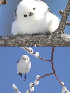 two different birds sitting on top of a tree branch next to another bird with white feathers