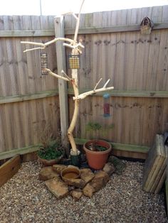 a tree that is in the middle of a yard with rocks and gravel around it