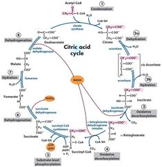 a diagram showing the different types of cytocyclia