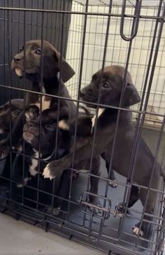 four puppies in a cage playing with each other