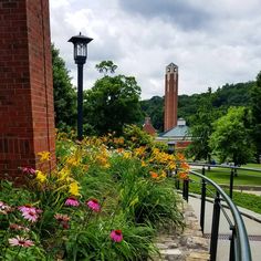 flowers are growing on the side of a brick building with a clock tower in the background