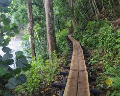 a long wooden walkway in the middle of some trees and bushes near a body of water