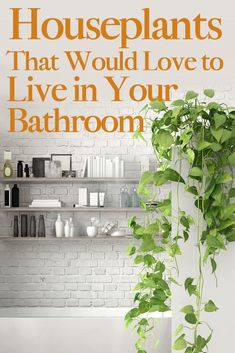 a houseplant plant in front of a white brick wall with text that reads, houseplants that would love to live in your bathroom