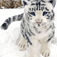 a white tiger with blue eyes sitting in the snow looking at the camera while it's paw is out