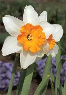 an orange and white flower is in the middle of some purple flowers with green stems