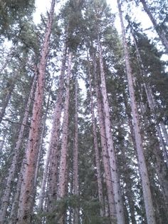 tall pine trees stand in the middle of a forest