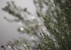 the branches of a tree are covered in water droplets on a foggy, overcast day