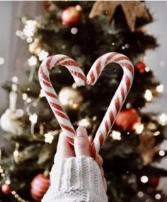 someone holding up two candy canes in front of a christmas tree